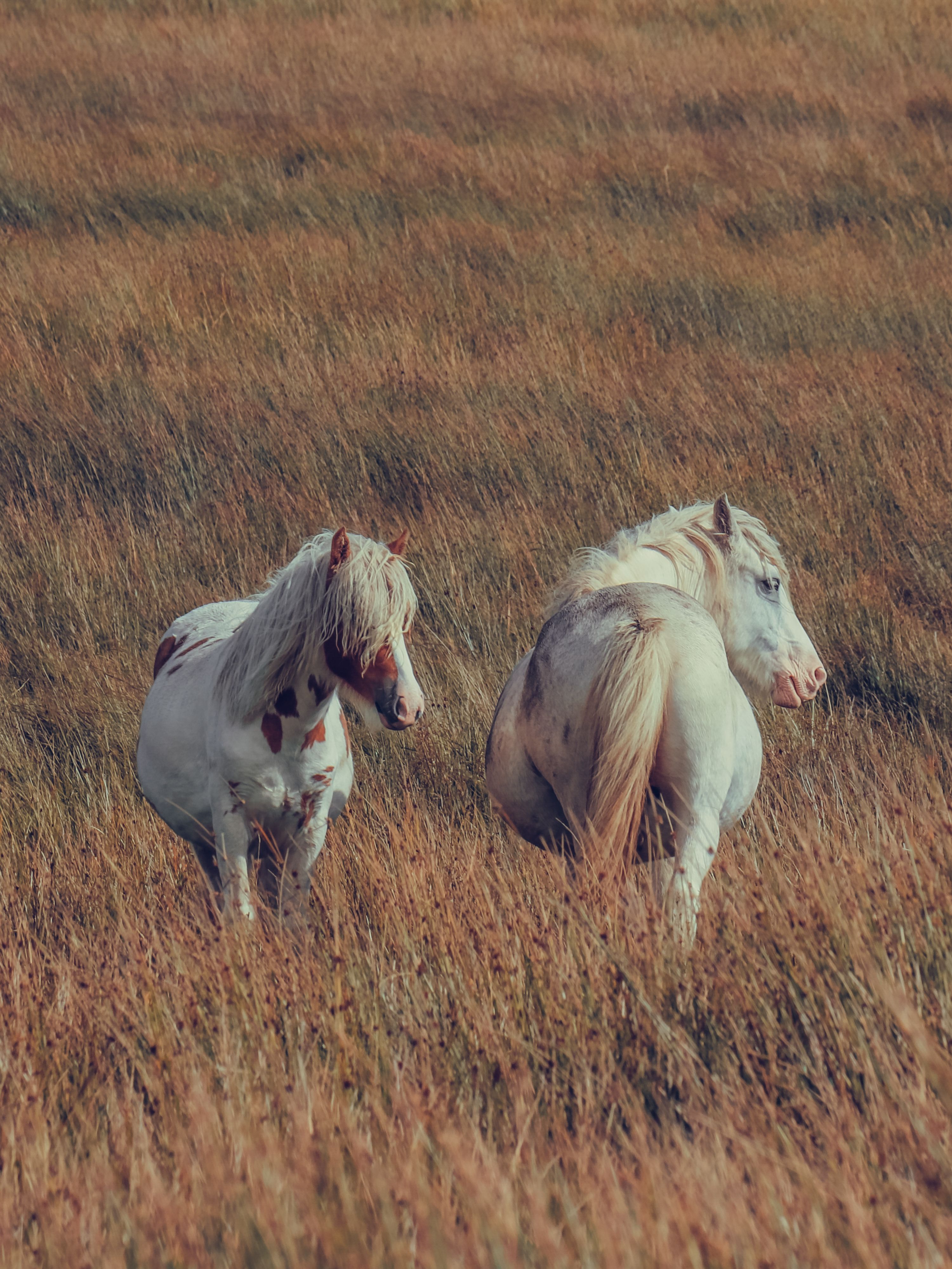 Captivating image of two wild horses in a Welsh countryside grassland, perfect for nature and wildlife themes.