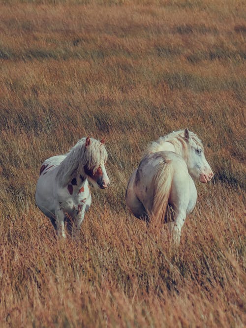 Δωρεάν στοκ φωτογραφιών με άγριος, άλογα, εξοχή