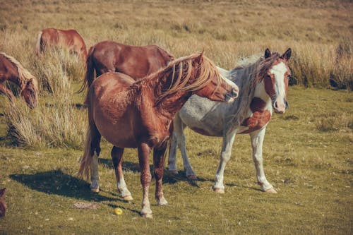 A group of horses standing in a field