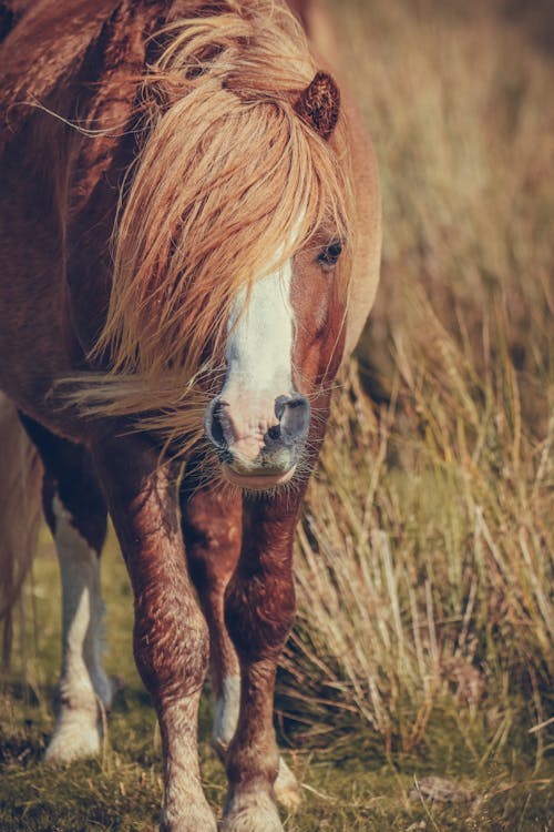 Immagine gratuita di bestiame, cavallo, fotografia di animali