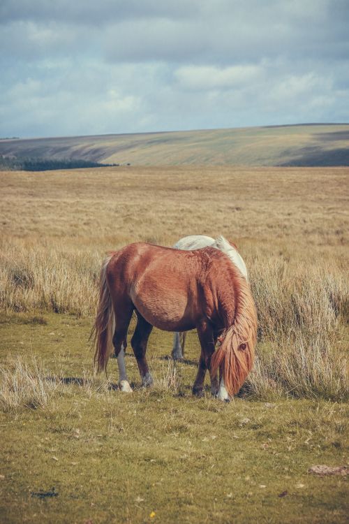 Free A peaceful scene of a horse grazing in a Welsh meadow under a cloudy sky. Stock Photo