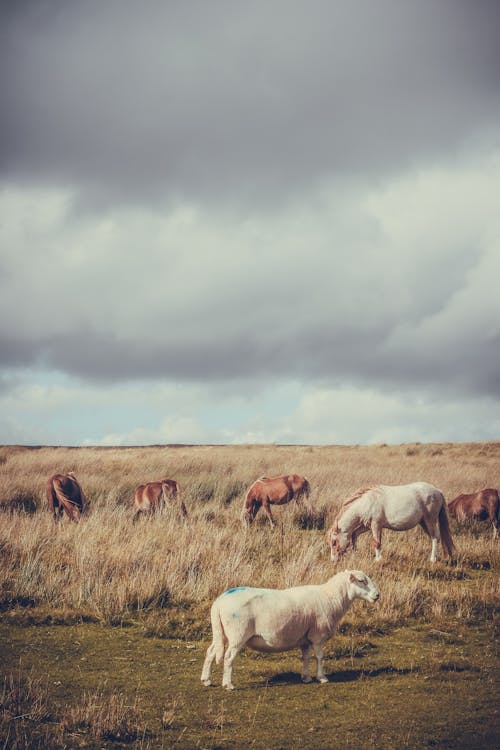 A herd of sheep grazing in a field