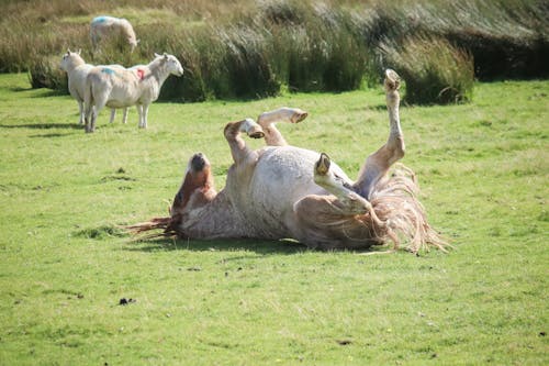 A horse rolling around in the grass with sheep