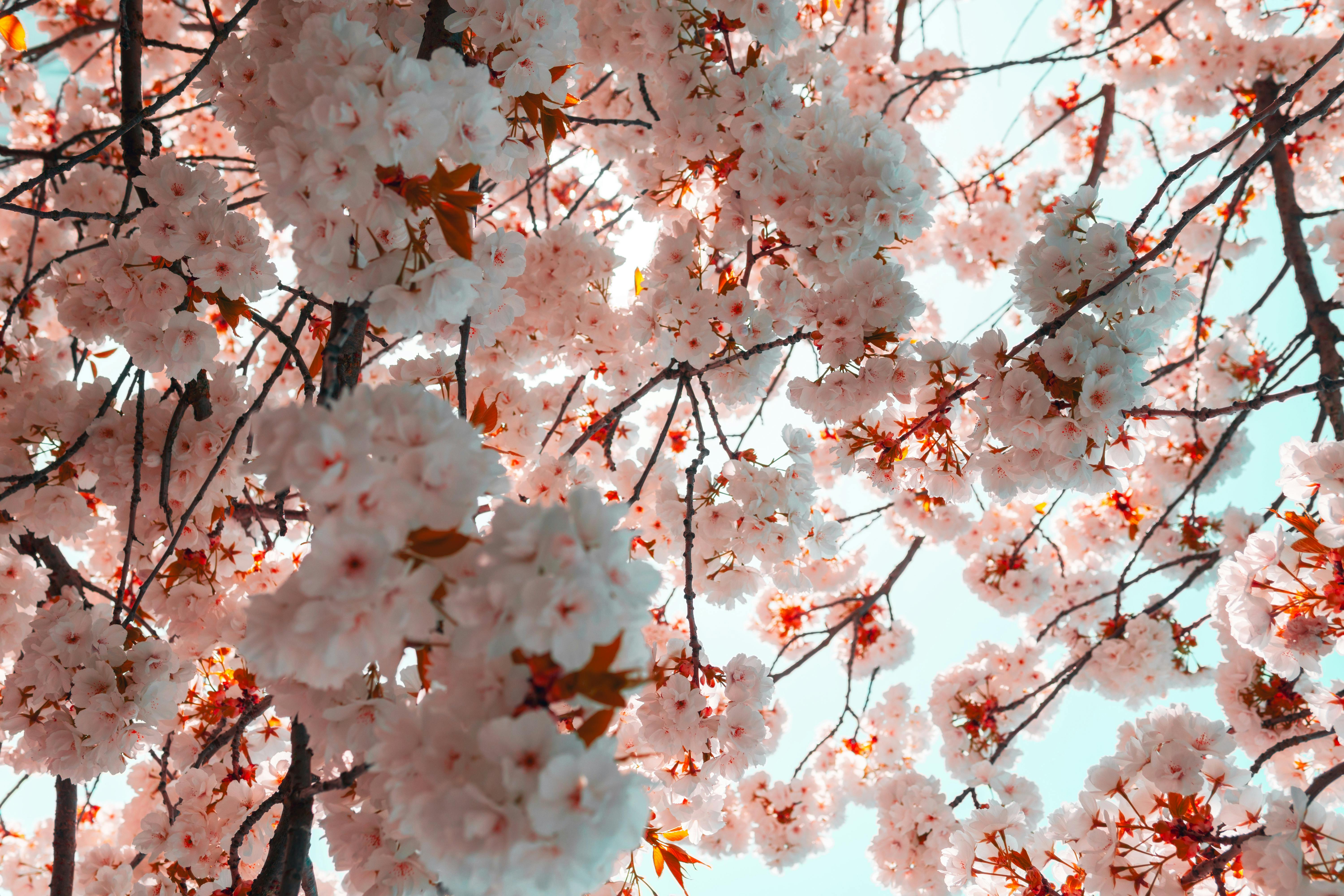 Sakura Sakura: Talking About Cherry Blossoms in Japanese | Tokyo Weekender