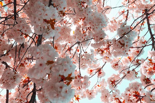 бесплатная Низкоугловая фотография цветущей вишни Стоковое фото