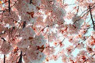 伦敦明媚的春日天空下，盛开的樱花展现出美丽的景致