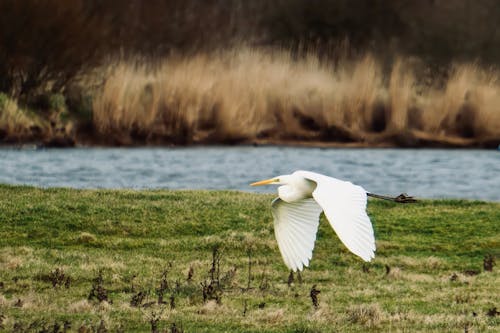 A white bird flying over a body of water