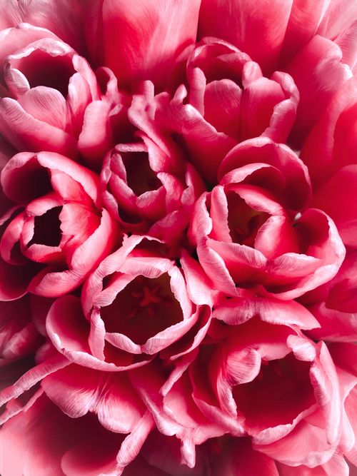 Free A stunning close-up of vibrant pink tulip petals arranged in a bouquet. Stock Photo