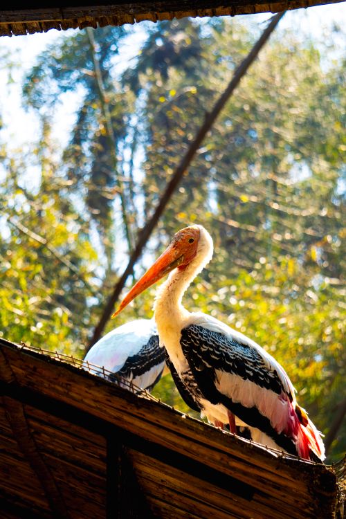 Free Elegant stork perched on a roof surrounded by dense forest in Punjab, India. Stock Photo