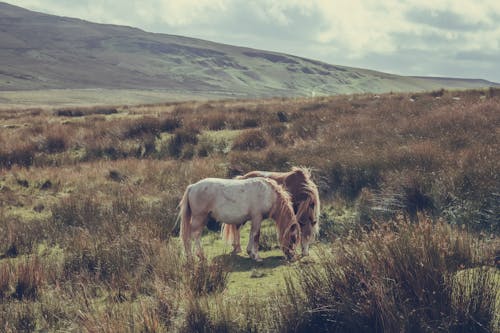 Two horses grazing in a field of tall grass