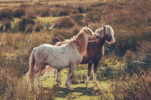 Immagine gratuita di campagna, cavalli, erbe