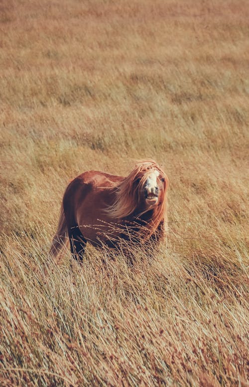 A horse in a field with long grass
