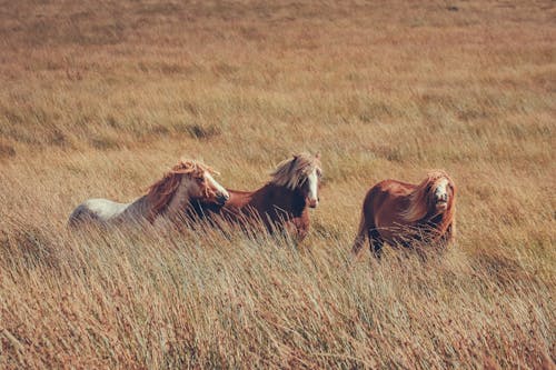 Fotobanka s bezplatnými fotkami na tému divý, fotografie zvierat žijúcich vo voľnej prírode, kôň