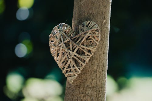Wooden Heart on Tree Trunk