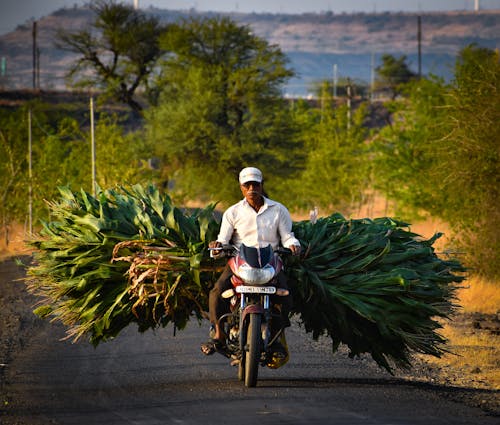 A man on a motorcycle carrying a bunch of plants