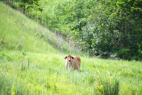 A horse is standing in a field of grass