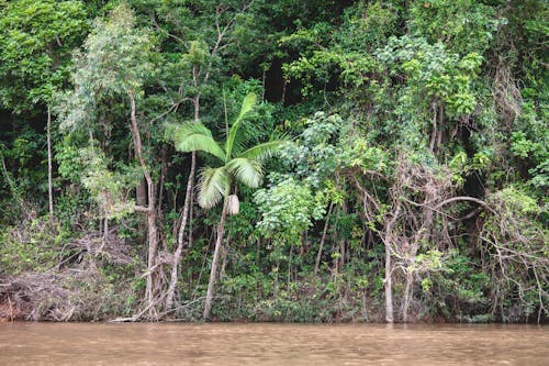 Бесплатное стоковое фото с деревья, джунгли, зеленый