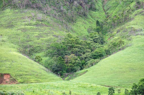 Foto stok gratis alam, bukit hijau, flora