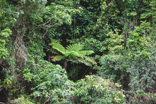 Бесплатное стоковое фото с глубокий, деревья, джунгли