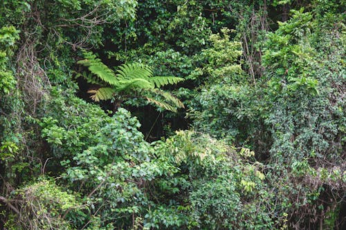 A fern growing in the jungle