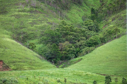 丘, 木, 森林の無料の写真素材