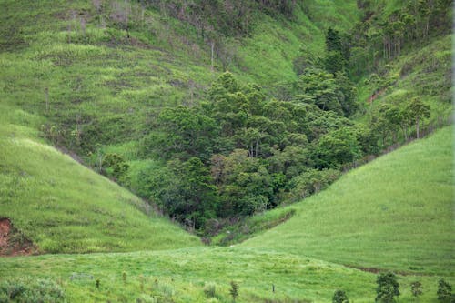 Trees on Green Hill