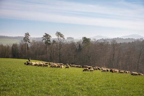 A herd of sheep grazing in a field