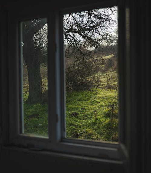 Foto profissional grátis de abertura de janela, árvore, janela aberta