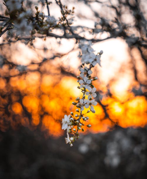 Kostenloses Stock Foto zu baum hintergrund, blüten, frühlingsblumen