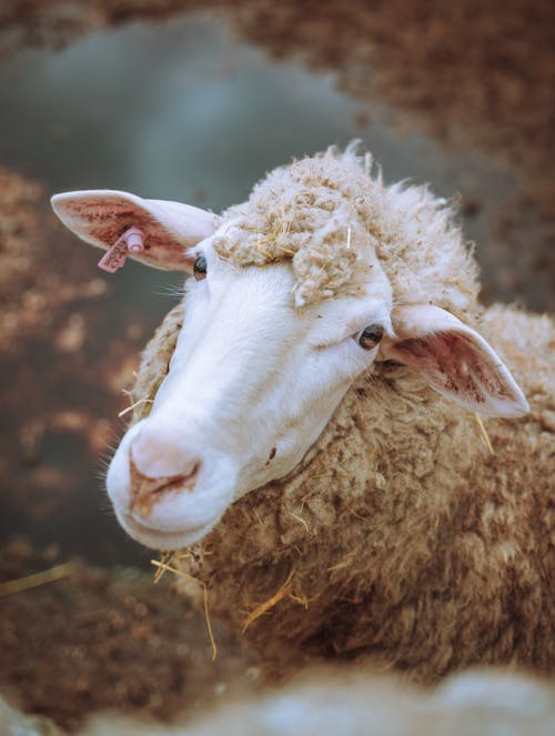 A sheep with a white face and brown eyes