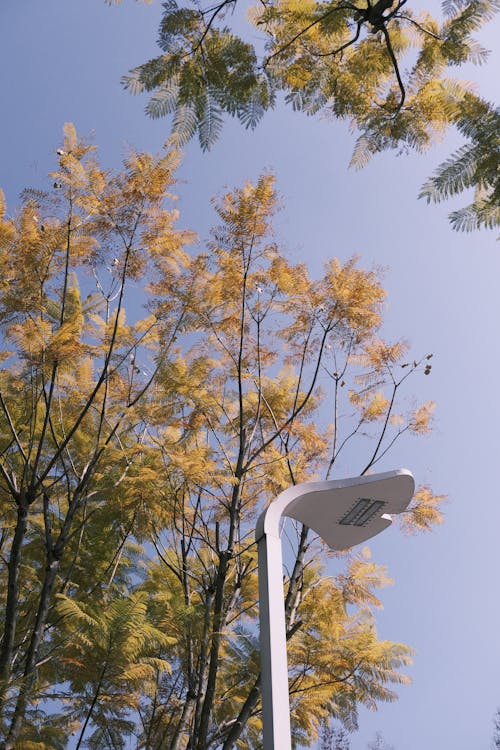 Бесплатное стоковое фото с вертикальный выстрел, дерево, листья
