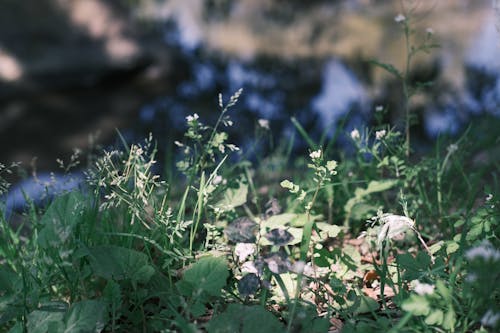 bitki örtüsü, bitkiler, büyüme içeren Ücretsiz stok fotoğraf
