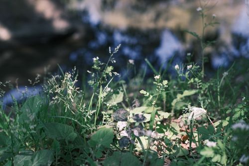 Free Sunlit meadow showcasing lush green foliage and wild plants, capturing the essence of nature's tranquility. Stock Photo