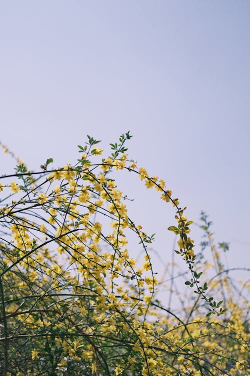 Bushes with Yellow Flowers