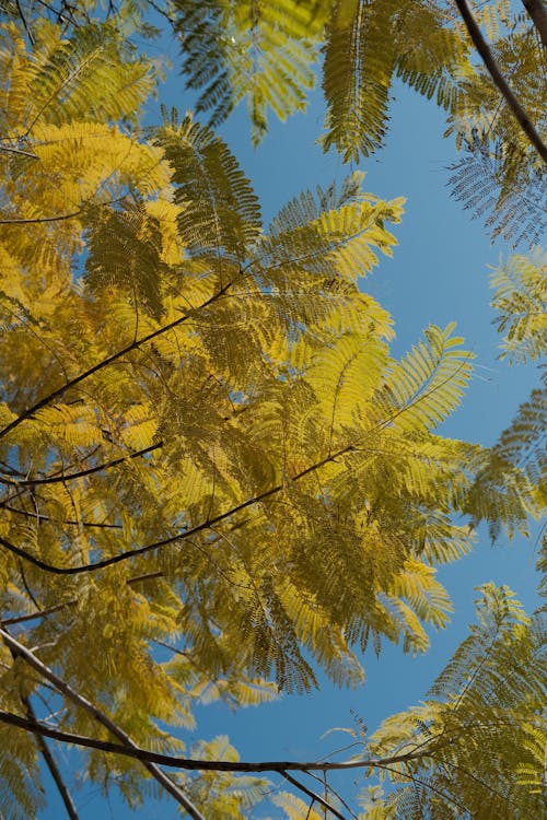 Základová fotografie zdarma na téma listy, padání, podzim