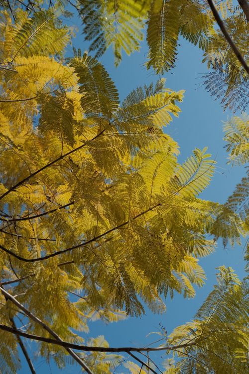 Free Sunlit yellow leaves of a tree against a clear blue sky, capturing the essence of autumn. Stock Photo