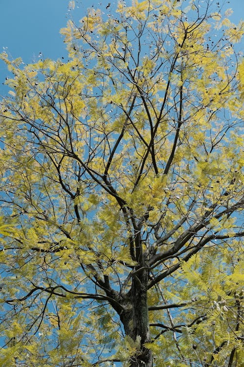 Fotos de stock gratuitas de árbol, crecimiento, follaje