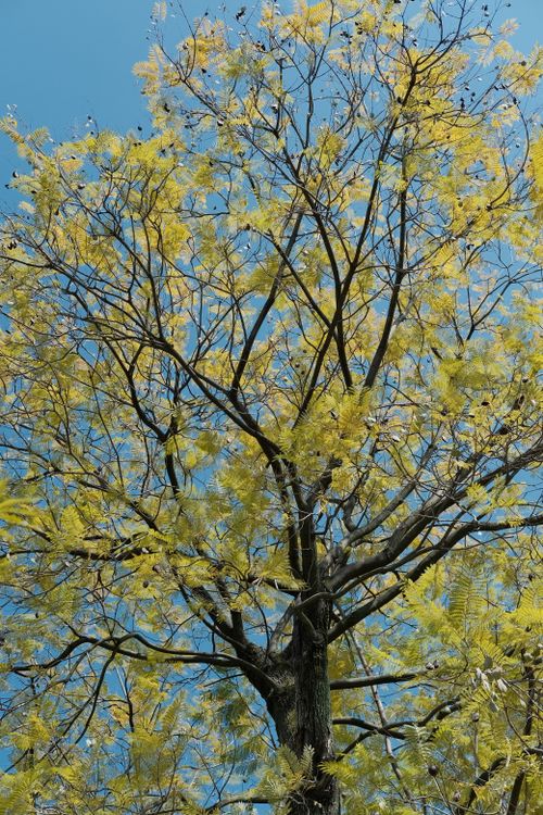 Free Tall tree with golden autumn foliage under a clear blue sky capturing nature's transition. Stock Photo
