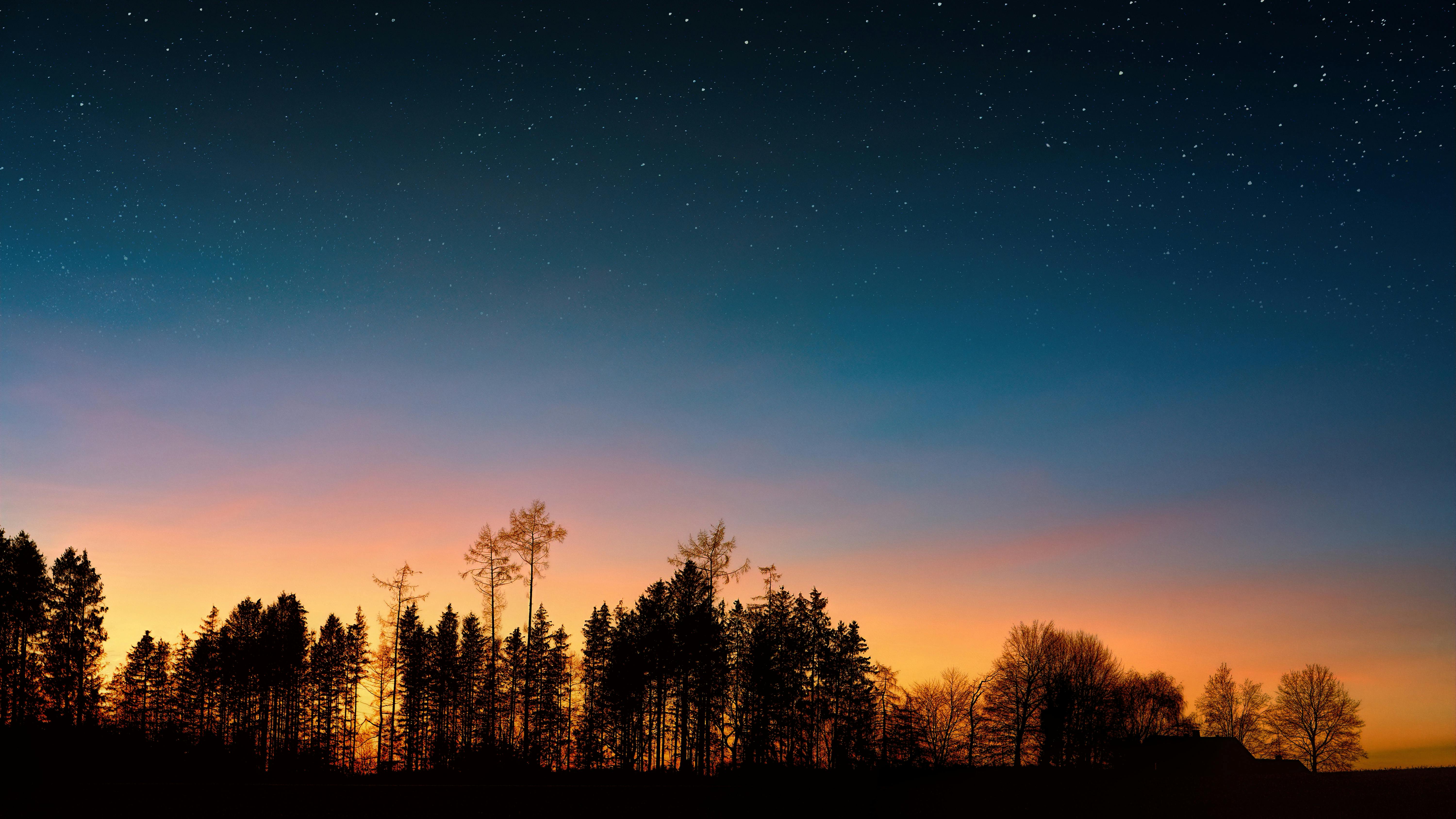 Silhouette Of Trees