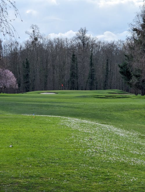 Immagine gratuita di alberi, corso di golf, erba