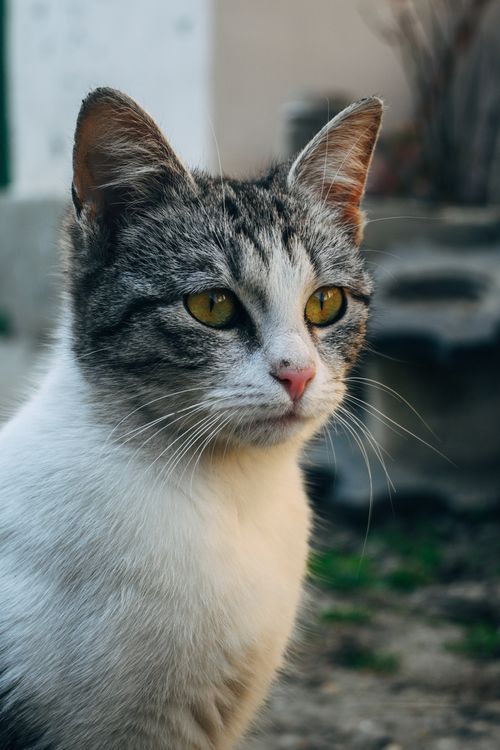 Free A detailed close-up portrait of a tabby cat with expressive eyes in an outdoor setting. Stock Photo
