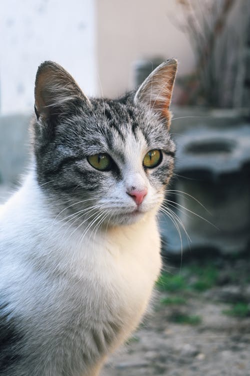 A cat with green eyes is looking at the camera