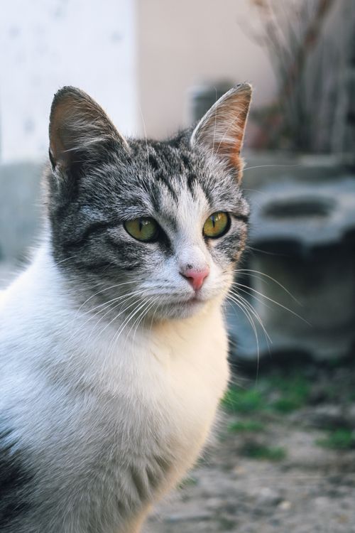 Free Close-up of a domestic cat with a contemplative gaze in natural light. Stock Photo