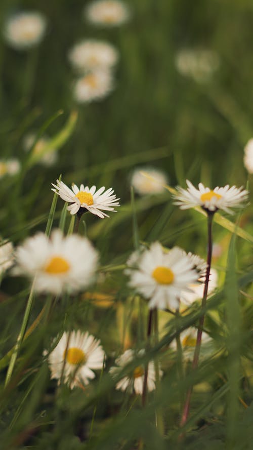A close up of some daisies in the grass