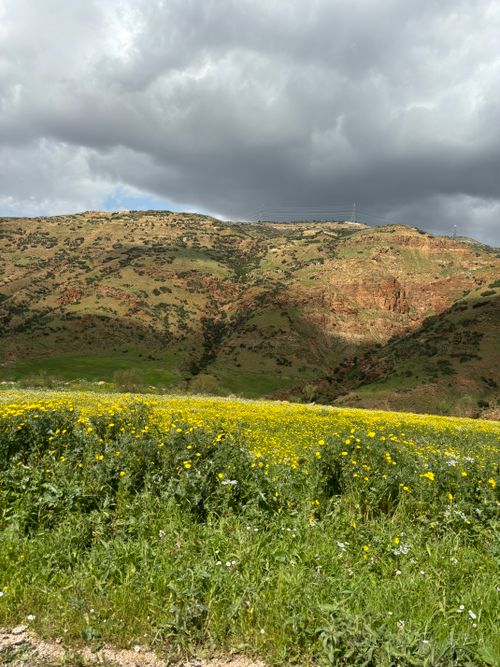 Free Lush green valley with wildflowers under cloudy skies in Borma, Ajlun, Jordan. Stock Photo