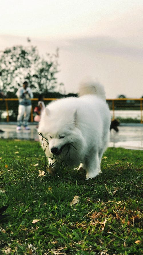 A white dog running through grass and water