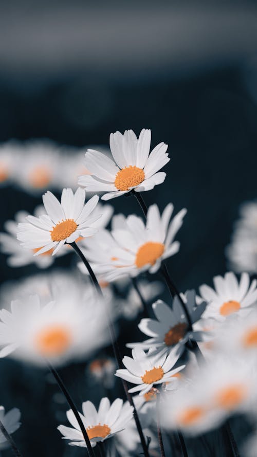 Foto d'estoc gratuïta de delicat, flora, flors blanques