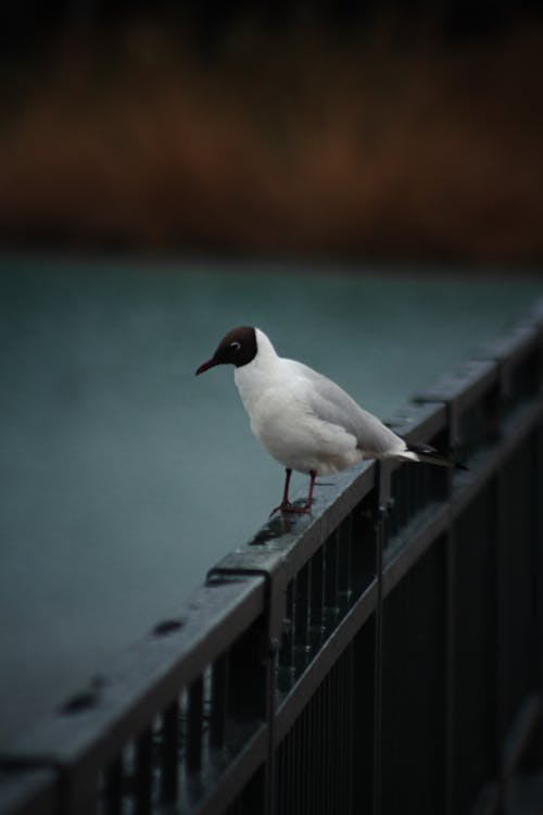 A bird is standing on a metal railing