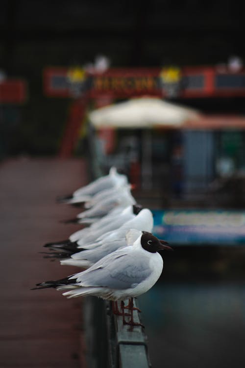 A row of seagulls sitting on a railing