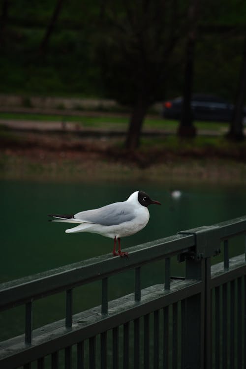 A bird is standing on a railing near a body of water